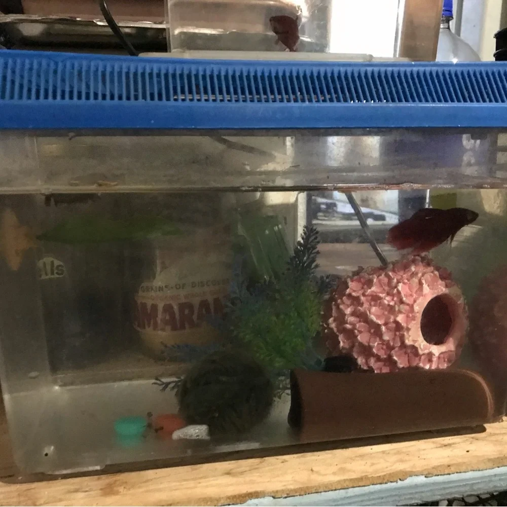 Mini fish tanks 2024